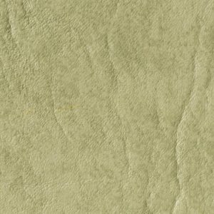 Eucalyptus