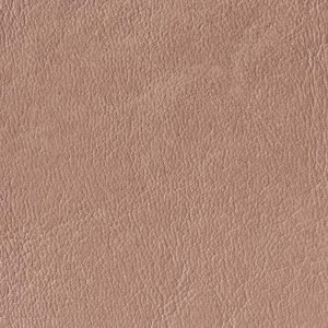 Mauve Rose